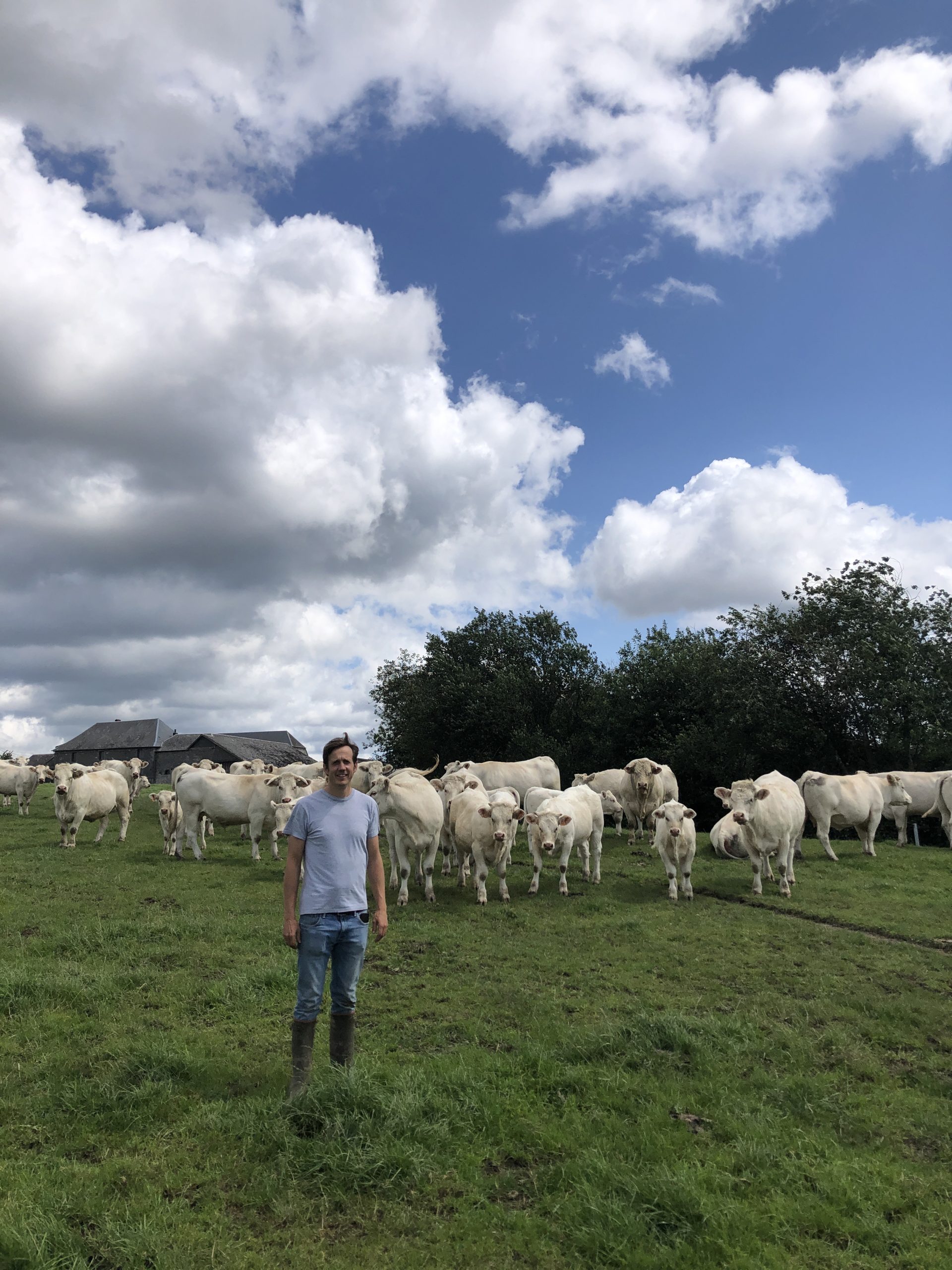 Fermier belge avec son troupeau de vaches Charolaises au Domaine de Bruant – élevage en circuit court en Belgique